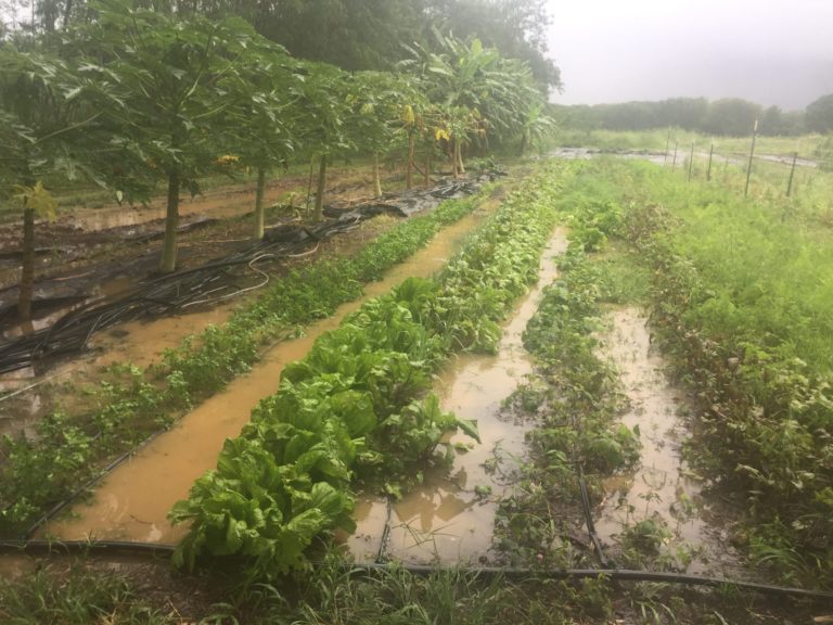 Raised Beds